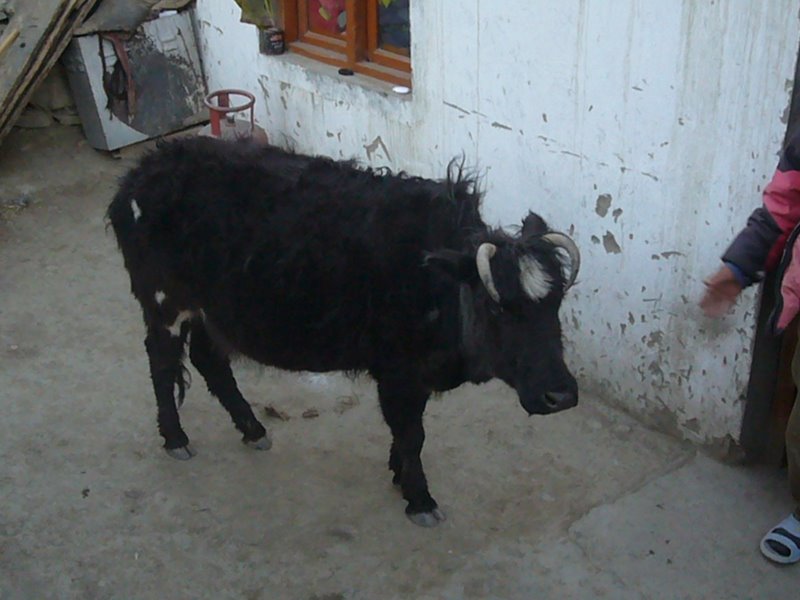 Travel - India - Ladakh - Tso Moriri Trip - Karzog and Tso Moriri - Around Karzog